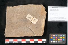 Foto (Objekt + Etikett) von Jordania moravica Helmh. (NHMW-GEO-2024-0188-11138)